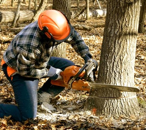 Tree Removal in Chester, OH